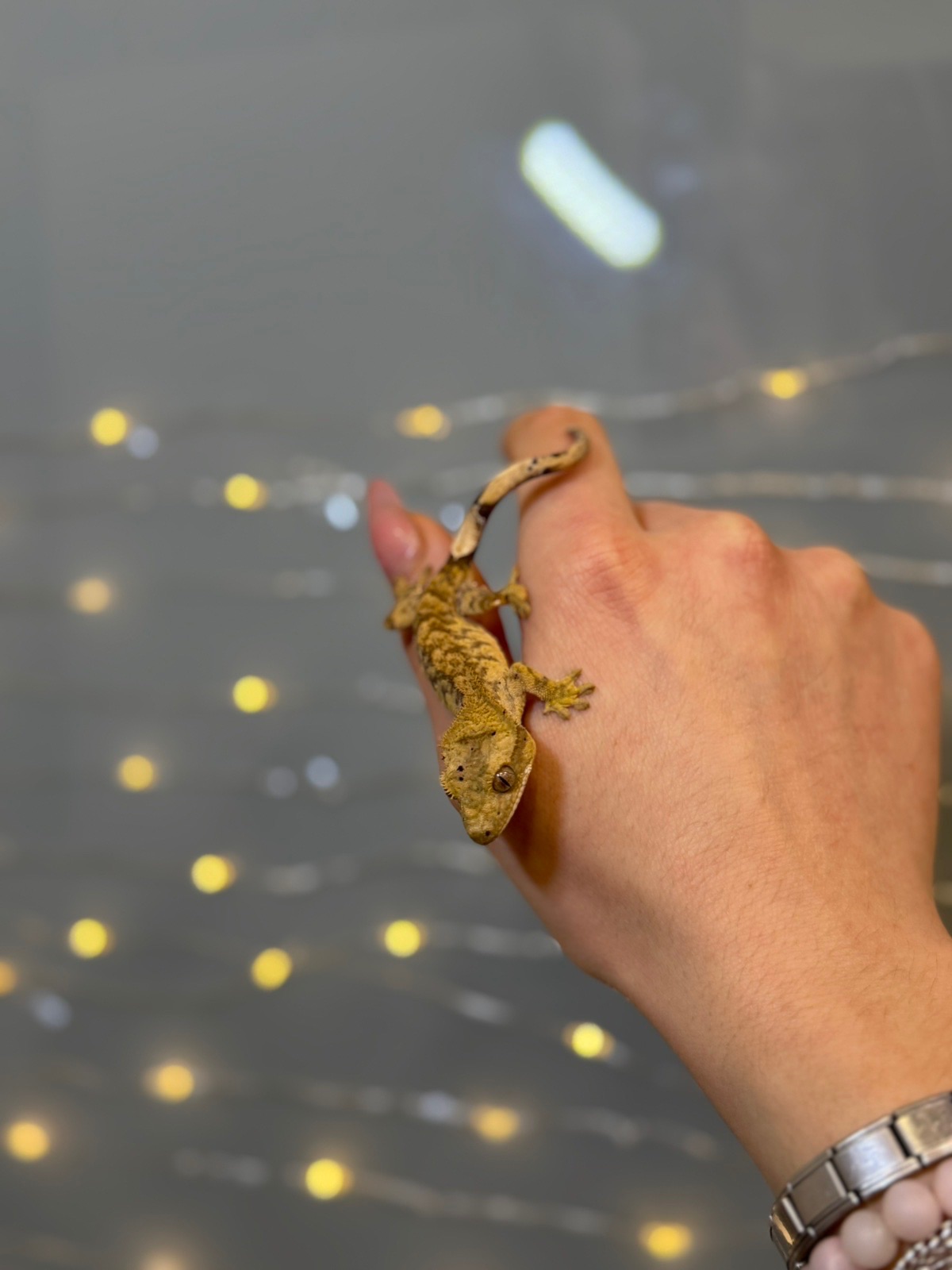 Бананоїд, віковий гекон бананоїд