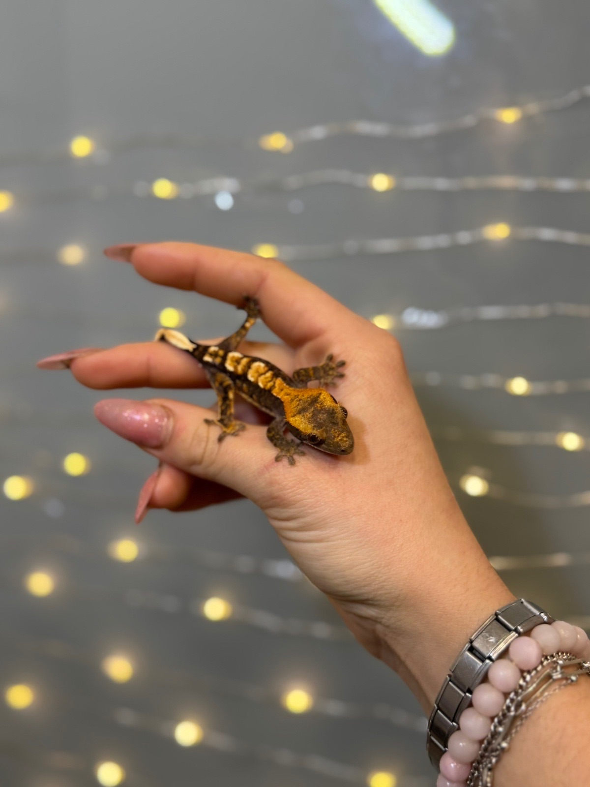 Бананоїд, віковий гекон бананоїд