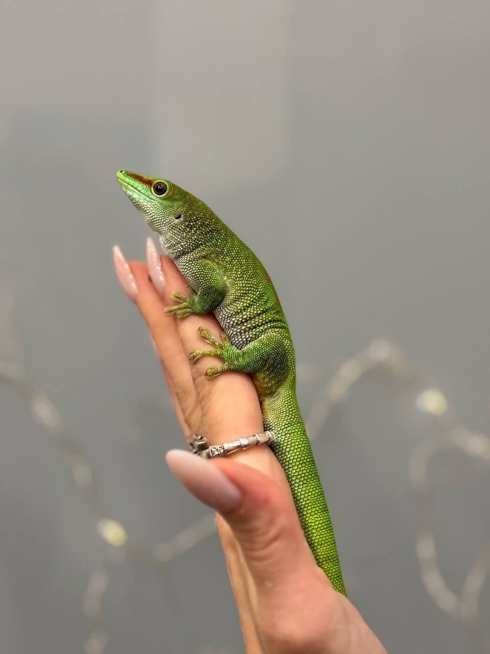 Фельзума, денний гекон яскравий