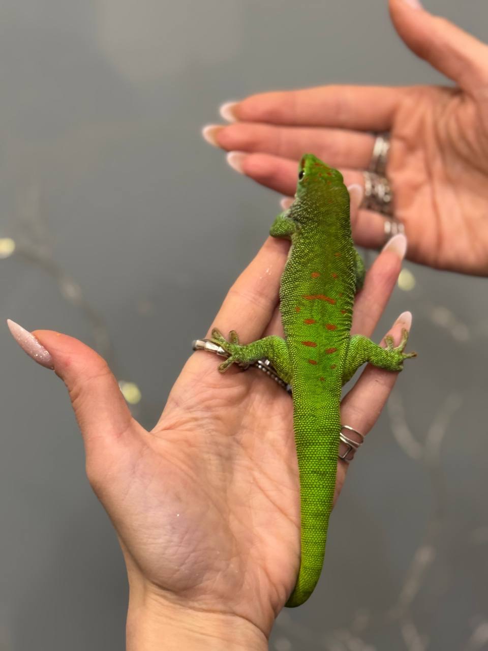 Фельзума, денний гекон яскравий