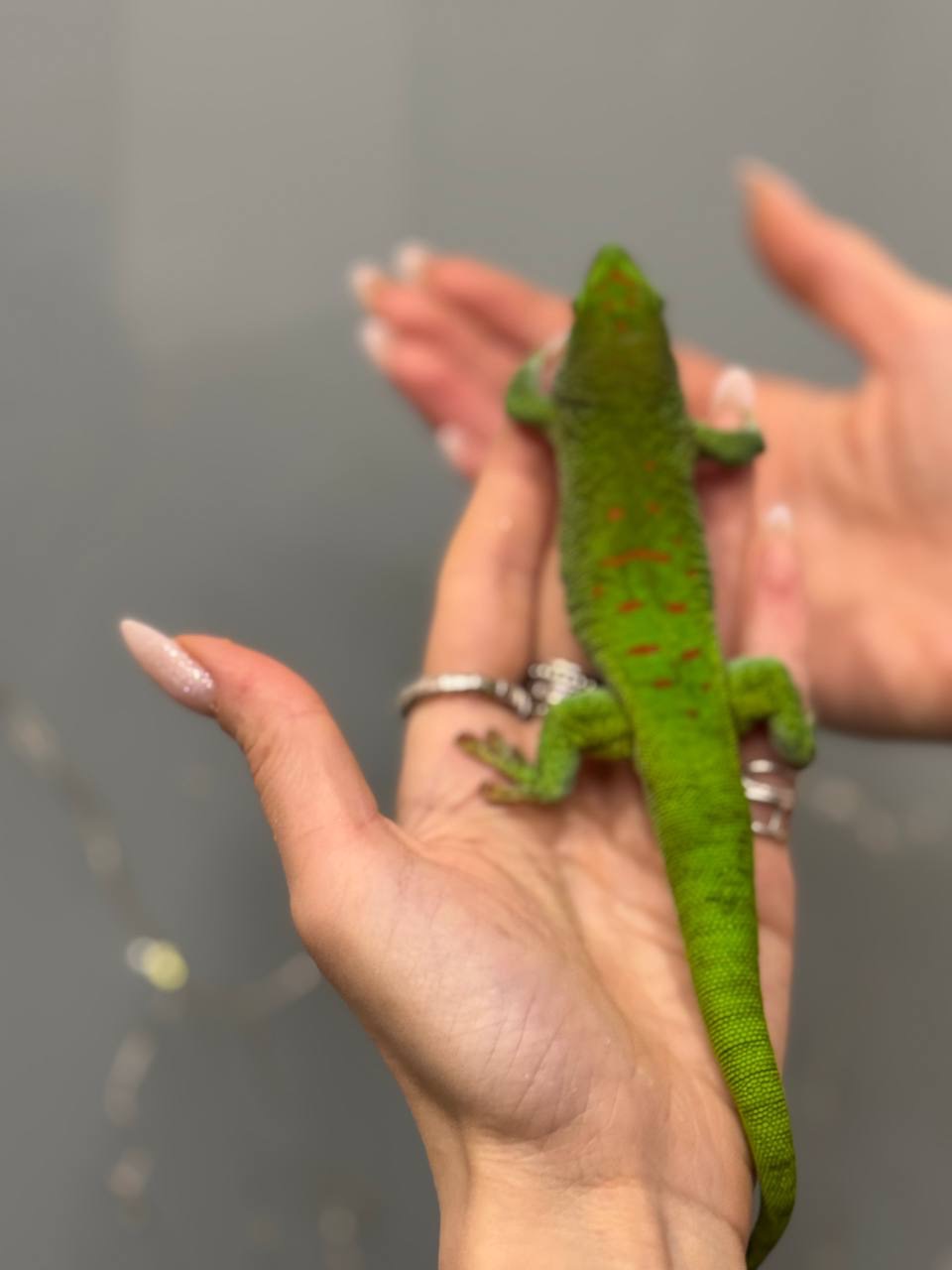 Фельзума, денний гекон яскравий