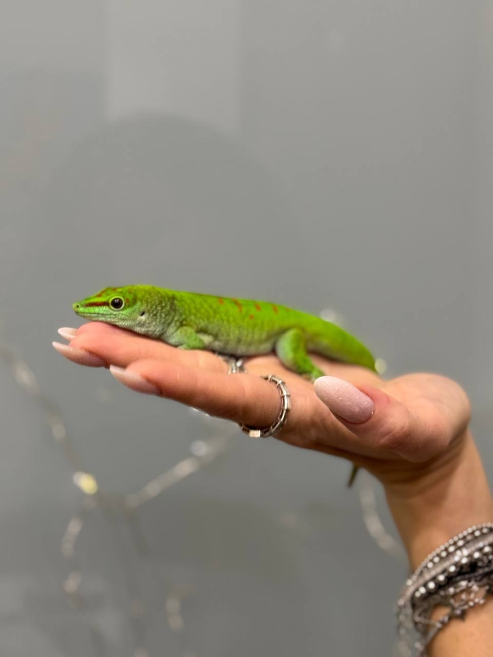 Фельзума, денний гекон яскравий