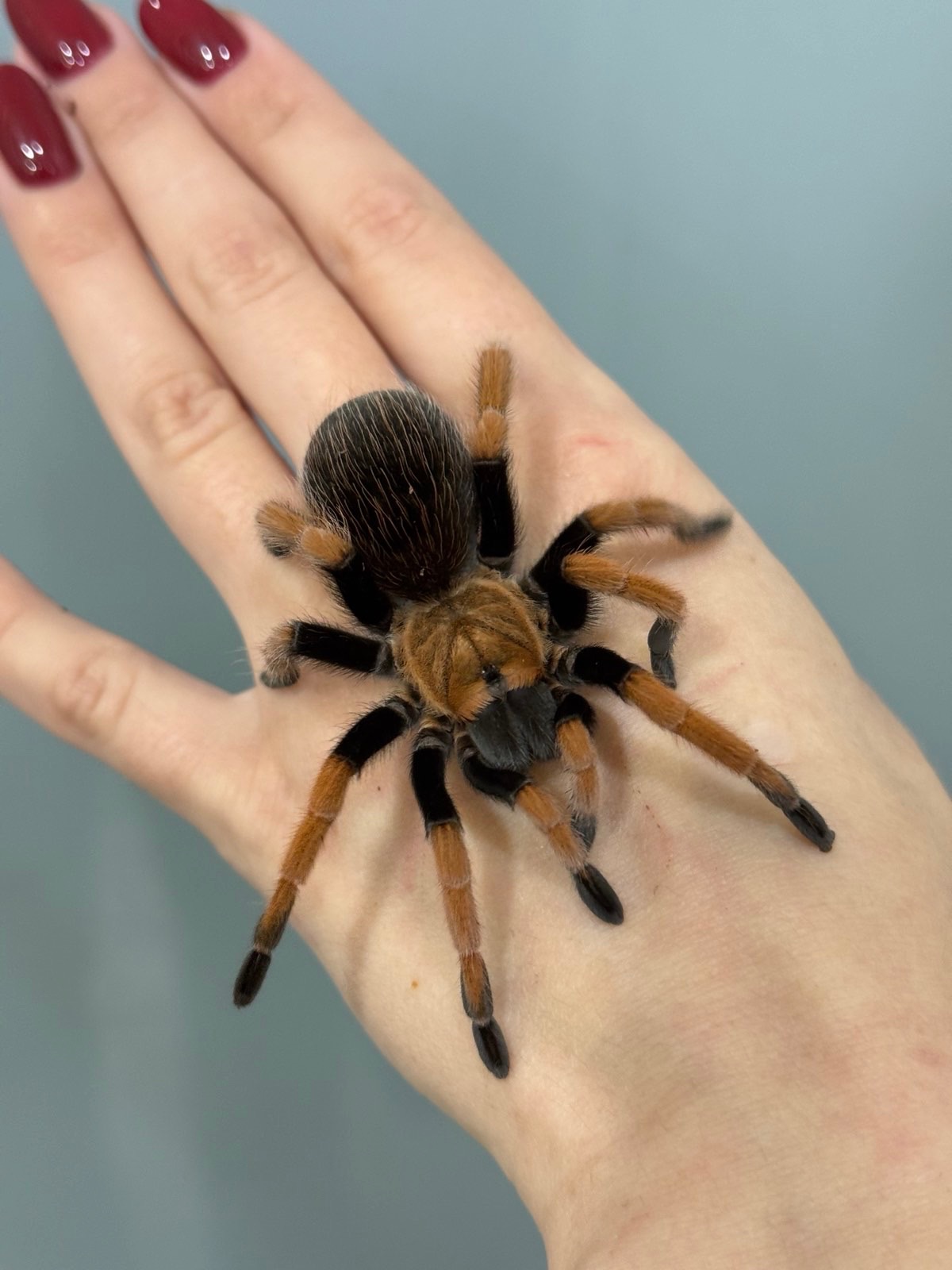 Павучки, павуки різних видів