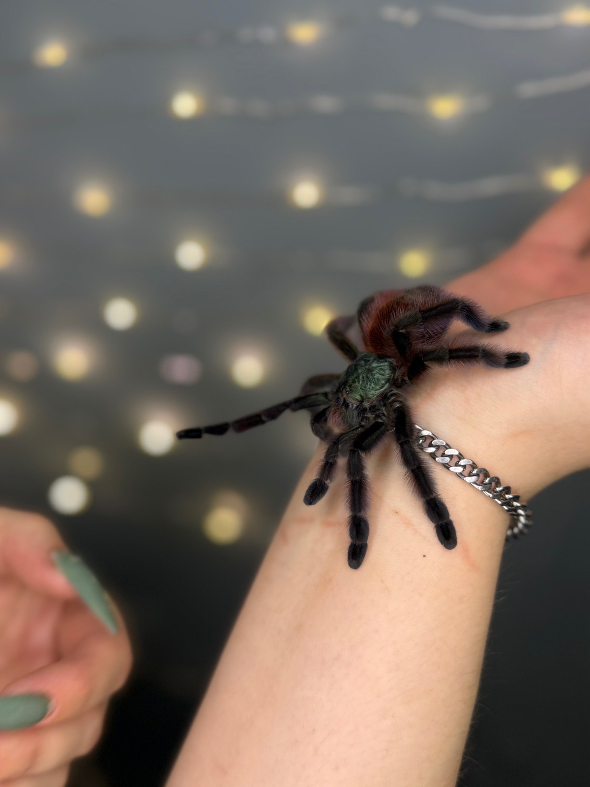 Павучки, павуки різних видів