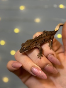 Бананоїд, віковий гекон бананоїд