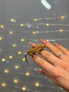 Бананоїд, віковий гекон бананоїд