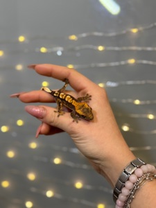 Бананоїд, віковий гекон бананоїд