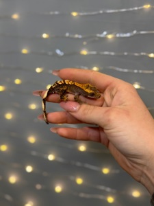 Бананоїд, віковий гекон бананоїд