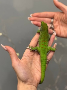 Фельзума, денний гекон яскравий