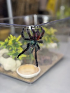 Павучки, павуки різних видів