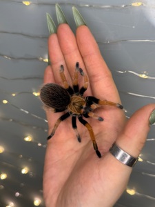 Павучки, павуки різних видів