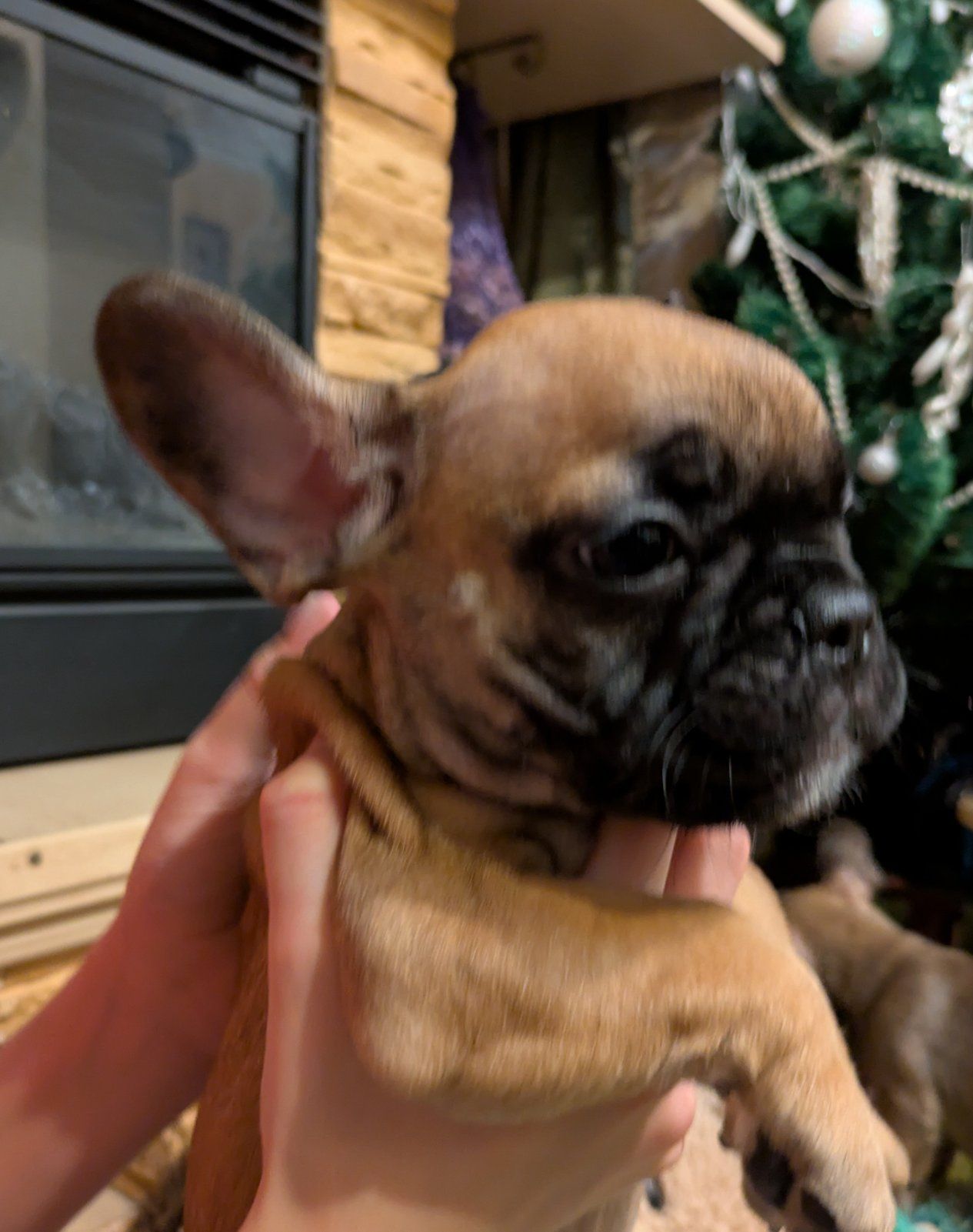 Французський бульдог