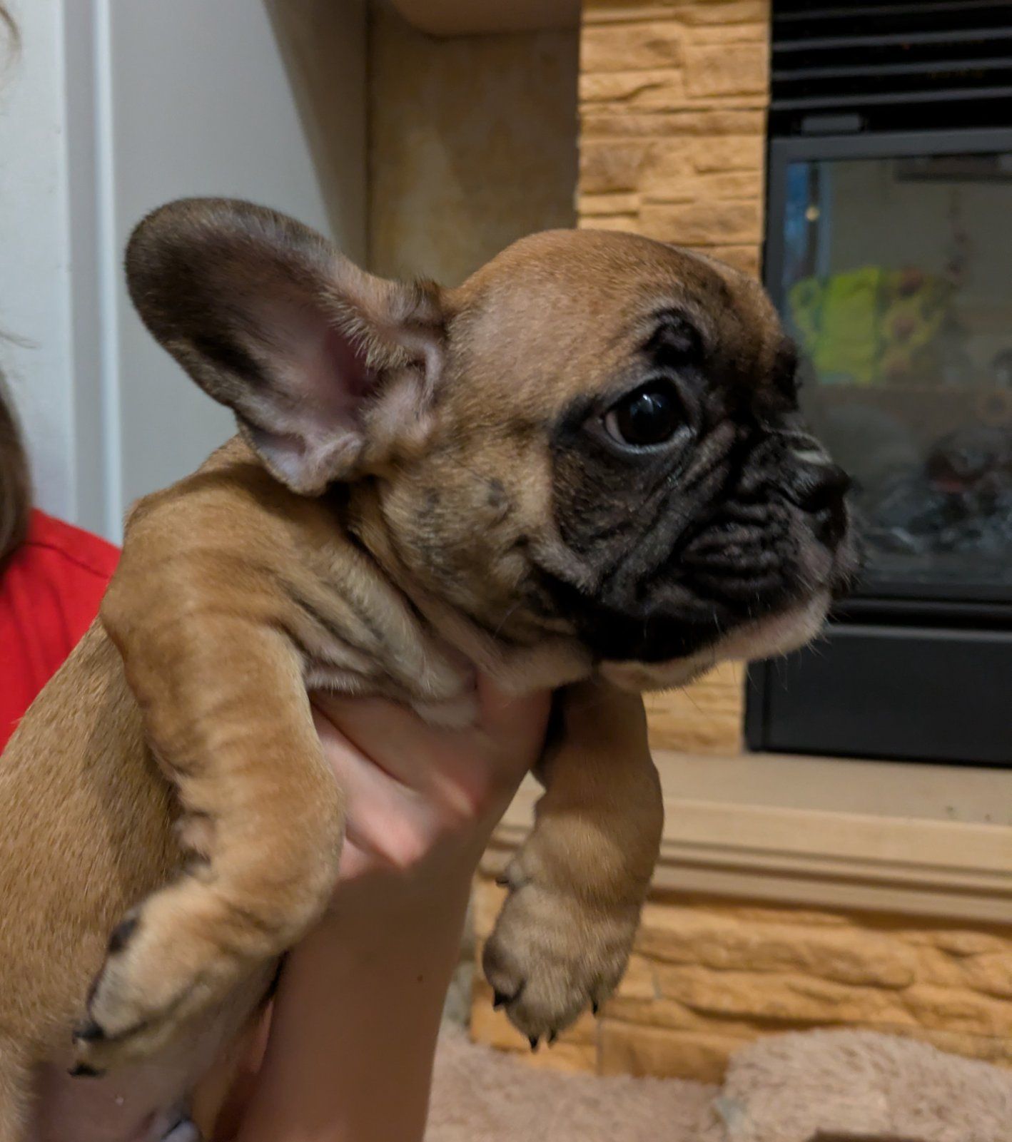 Французський бульдог