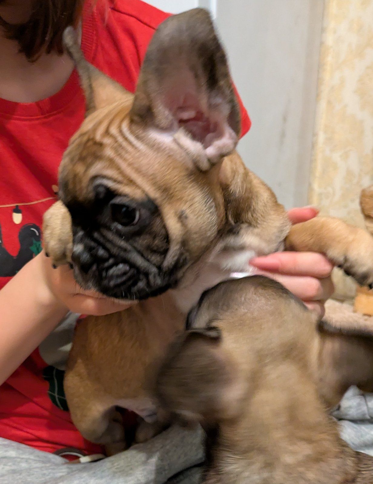 Французський бульдог