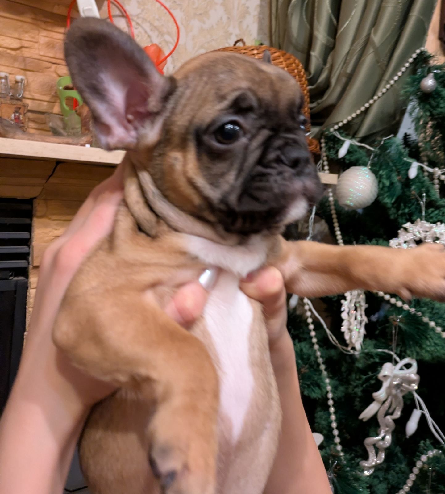 Французський бульдог