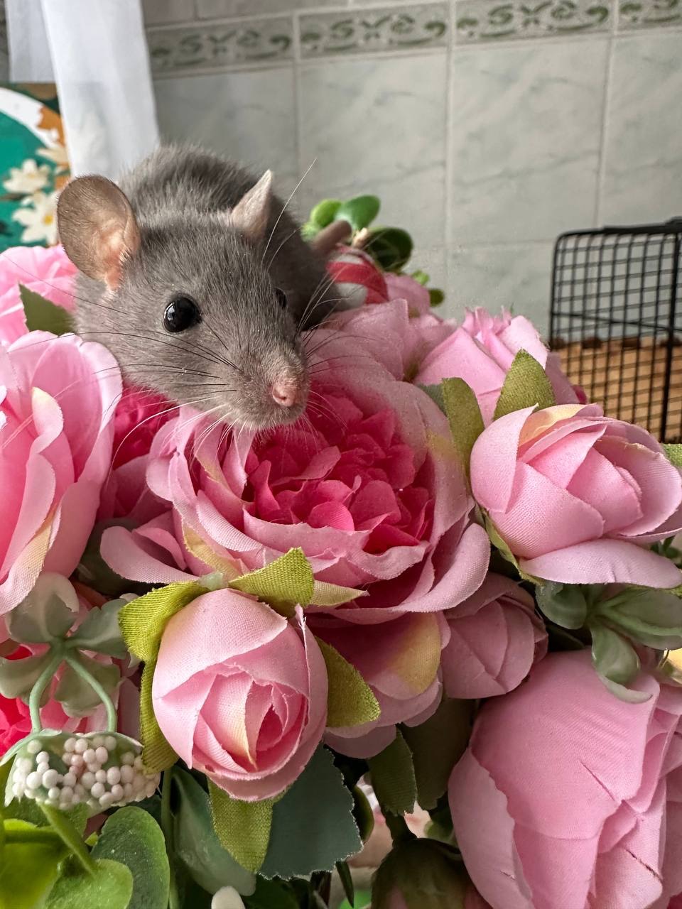 Домашні крисенятка Вік 3 тижні Чудові розумні смішні маленькі друзі