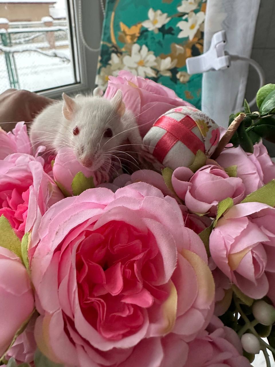 Домашні крисенятка Вік 3 тижні Чудові розумні смішні маленькі друзі