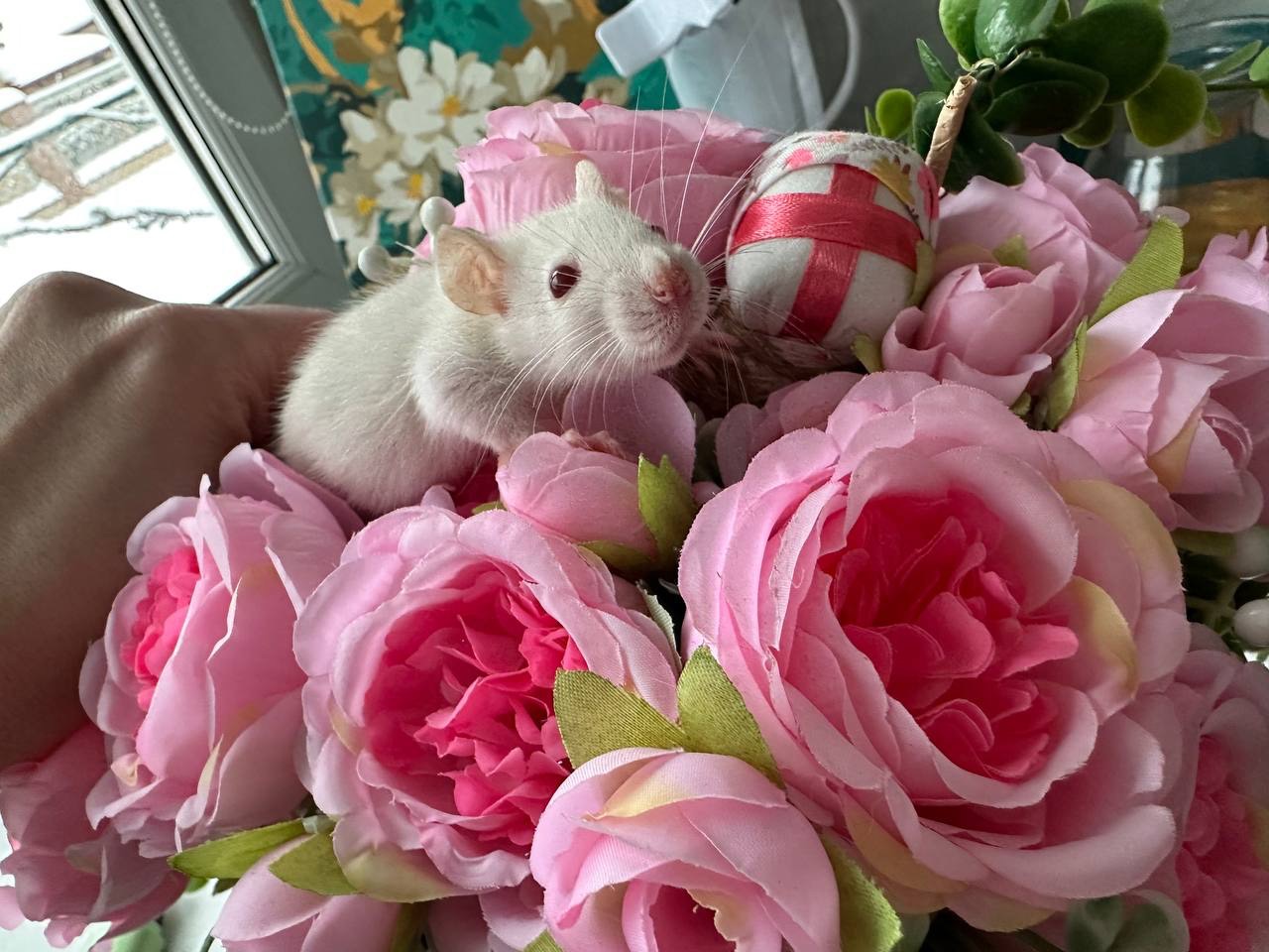 Домашні крисенятка Вік 3 тижні Чудові розумні смішні маленькі друзі