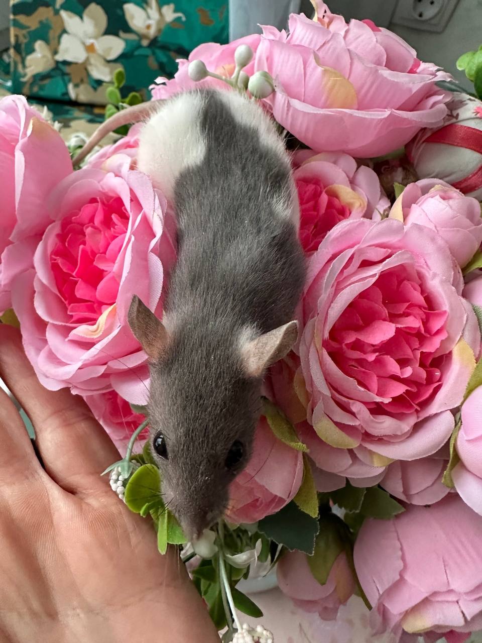 Домашні крисенятка Вік 3 тижні Чудові розумні смішні маленькі друзі