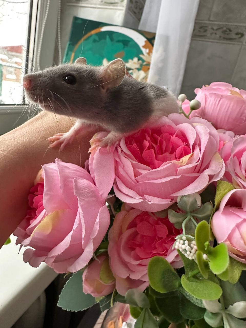 Домашні крисенятка Вік 3 тижні Чудові розумні смішні маленькі друзі