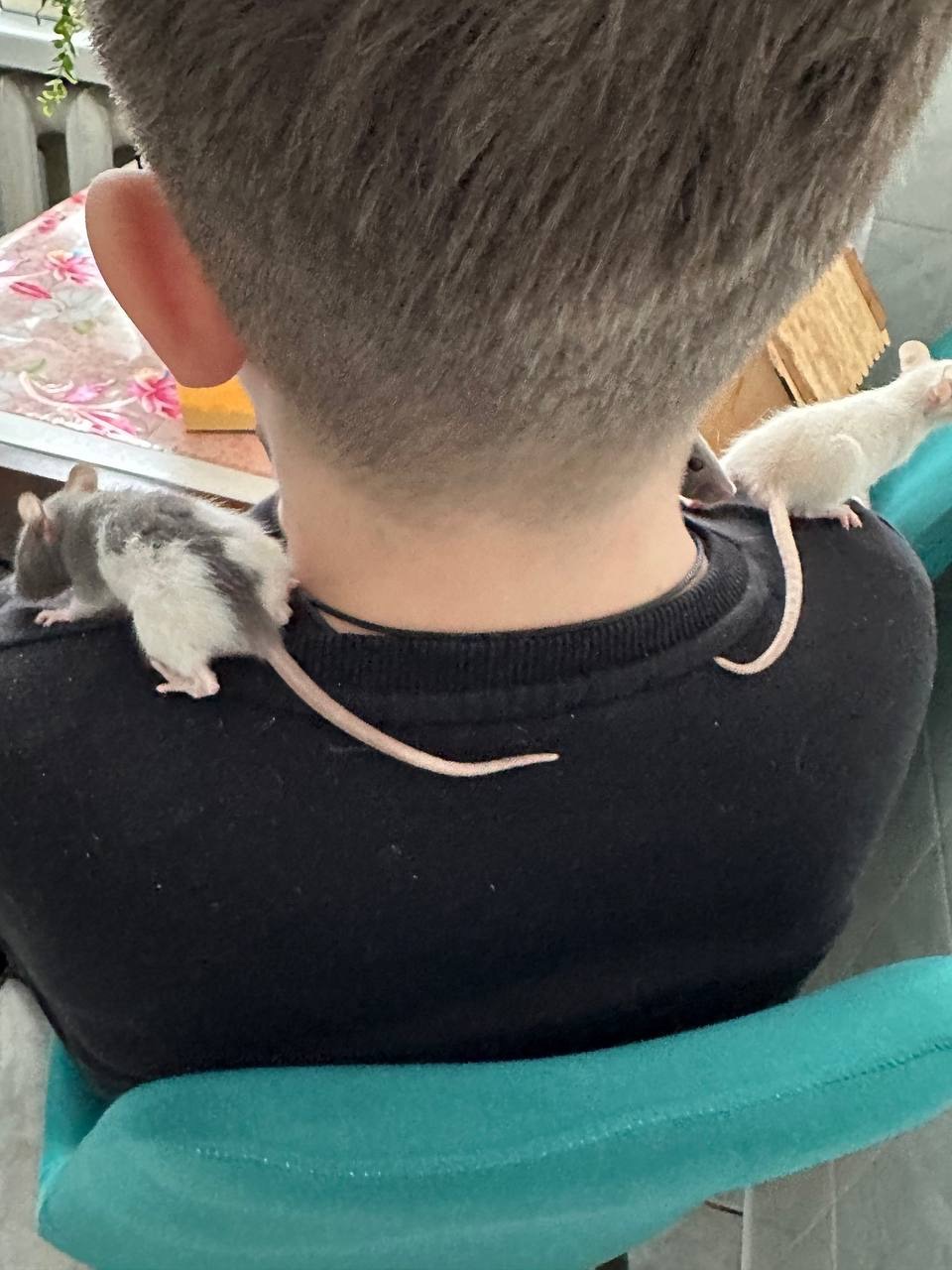 Домашні крисенятка Вік 3 тижні Чудові розумні смішні маленькі друзі