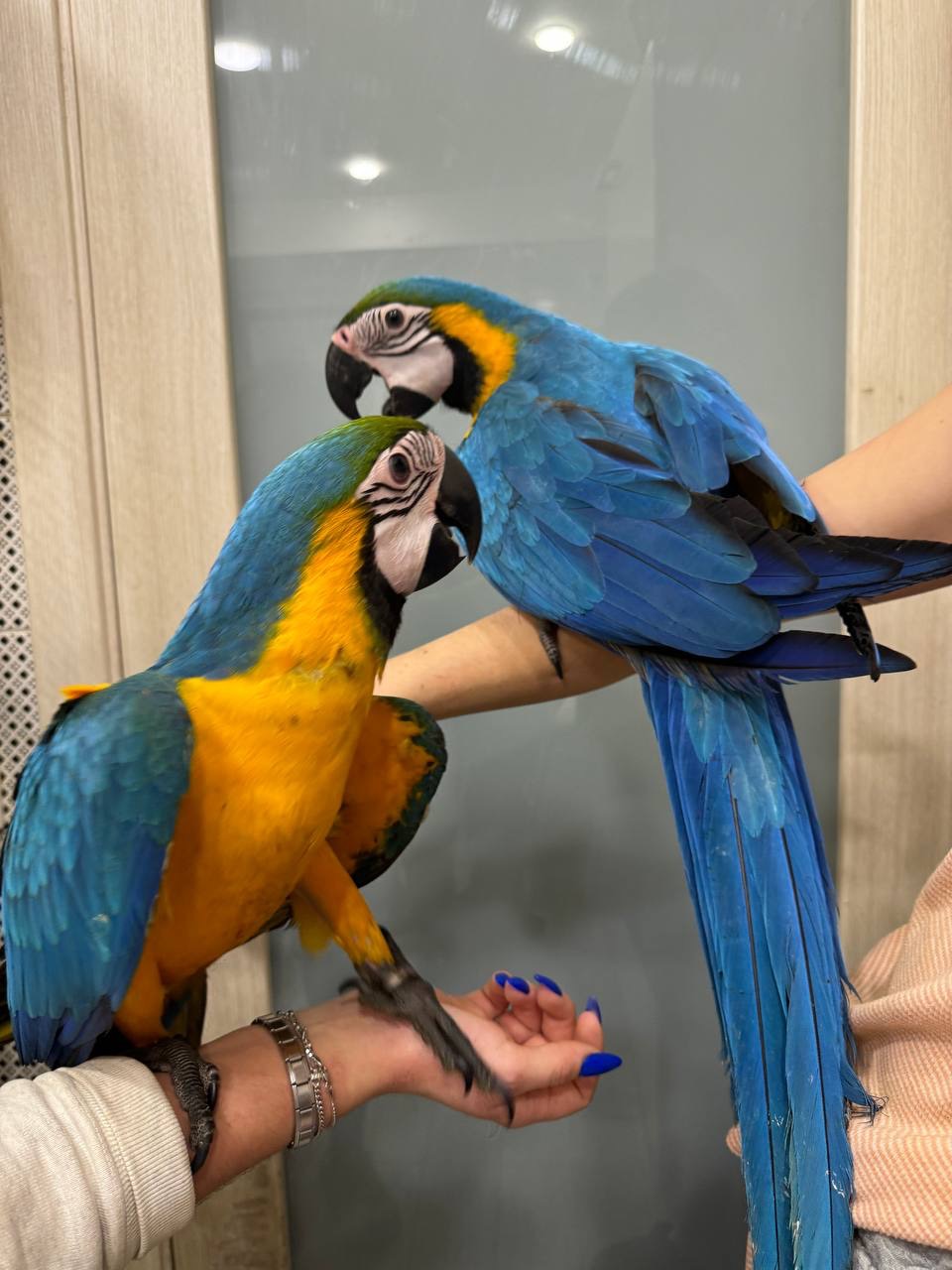 Жовто синій ара, маленький папуга ара