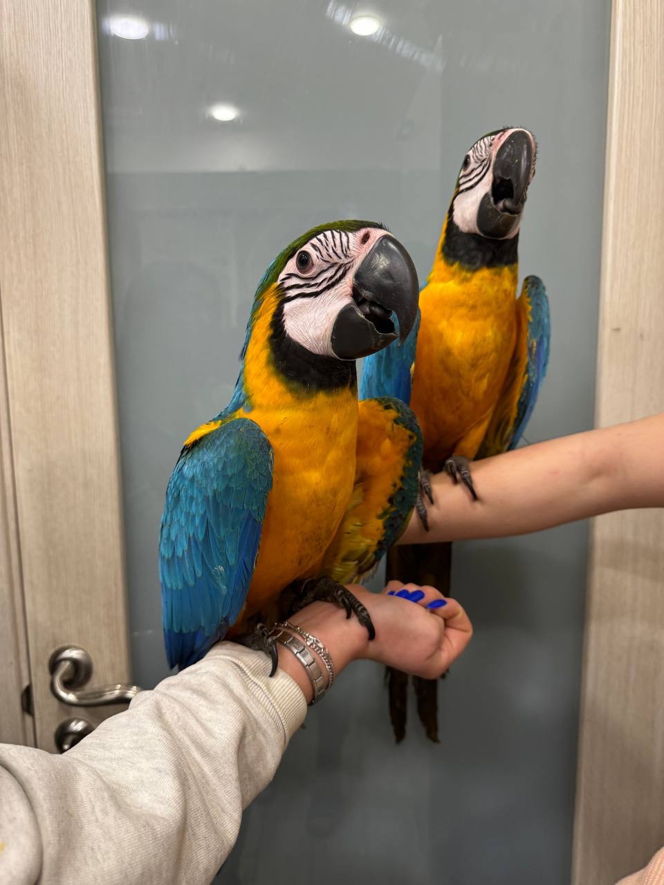 Жовто синій ара, маленький папуга ара