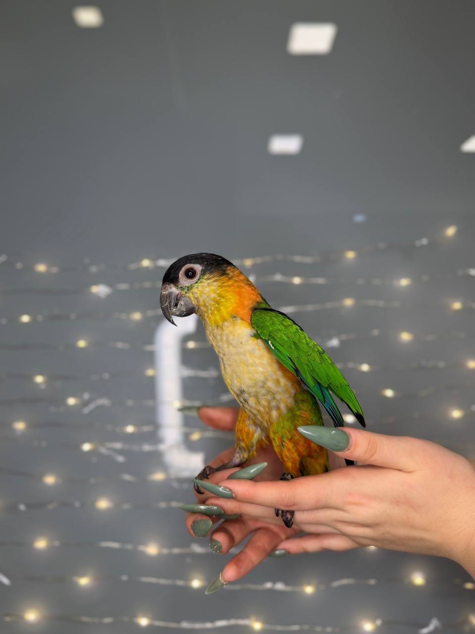 Каїк чорноголовий, ручний папуга компаньйон