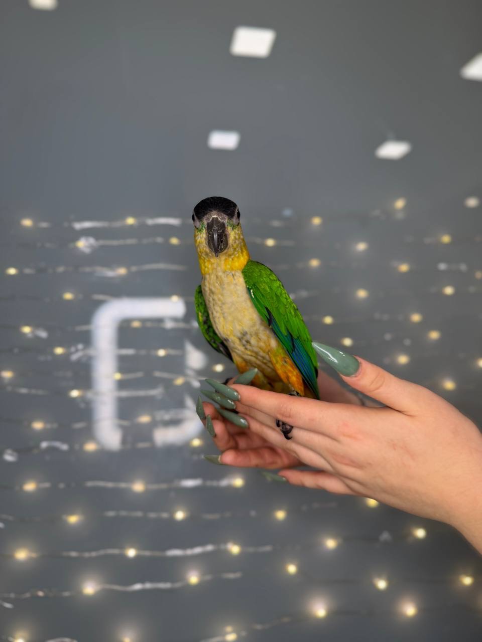Каїк чорноголовий, ручний папуга компаньйон