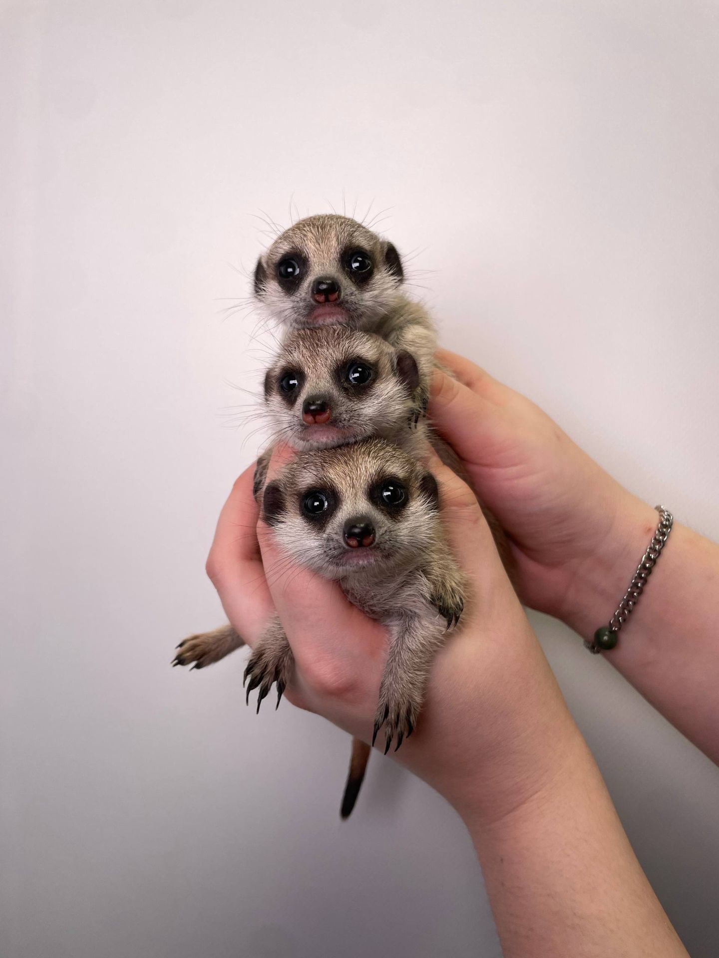 Сурикатики ручные домашние детки, сурикат в квартиру, сурик разного возраста и пола