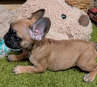 Французський бульдог