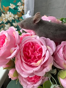 Домашні крисенятка Вік 3 тижні Чудові розумні смішні маленькі друзі