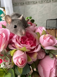 Домашні крисенятка Вік 3 тижні Чудові розумні смішні маленькі друзі