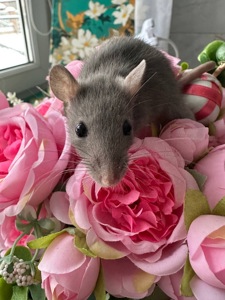 Домашні крисенятка Вік 3 тижні Чудові розумні смішні маленькі друзі