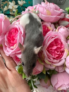 Домашні крисенятка Вік 3 тижні Чудові розумні смішні маленькі друзі