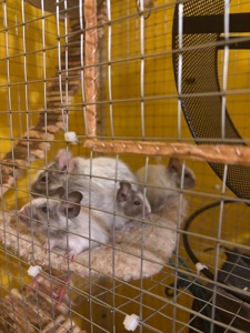 Білочки дегу білі та сірі