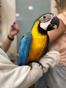 Жовто синій ара, маленький папуга ара