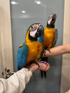 Жовто синій ара, маленький папуга ара