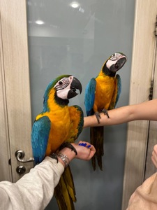 Жовто синій ара, маленький папуга ара