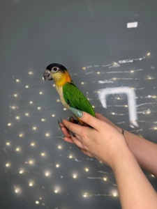 Каїк чорноголовий, ручний папуга компаньйон