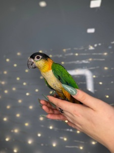 Каїк чорноголовий, ручний папуга компаньйон
