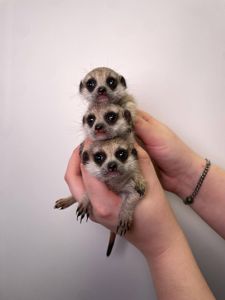 Сурикатики ручные домашние детки, сурикат в квартиру, сурик разного возраста и пола