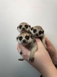 Сурикатики ручные домашние детки, сурикат в квартиру, сурик разного возраста и пола