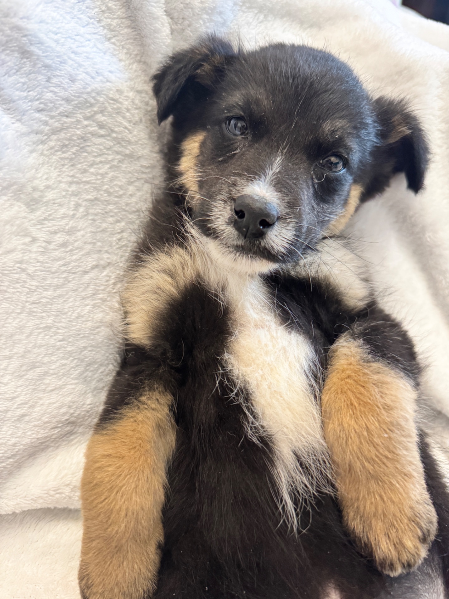 Собачка хлопчик в добрі руки