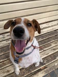 Джек-Рассел мальчик 4года