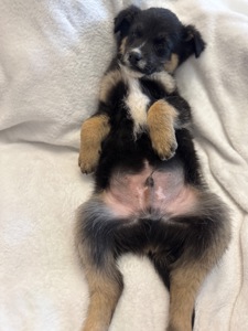 Собачка хлопчик в добрі руки