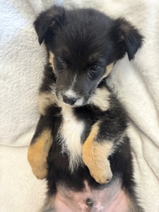 Собачка хлопчик в добрі руки