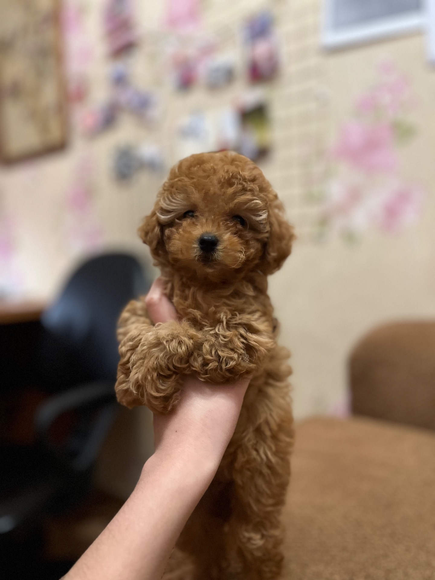 Дівчинка зірочка той пуделя