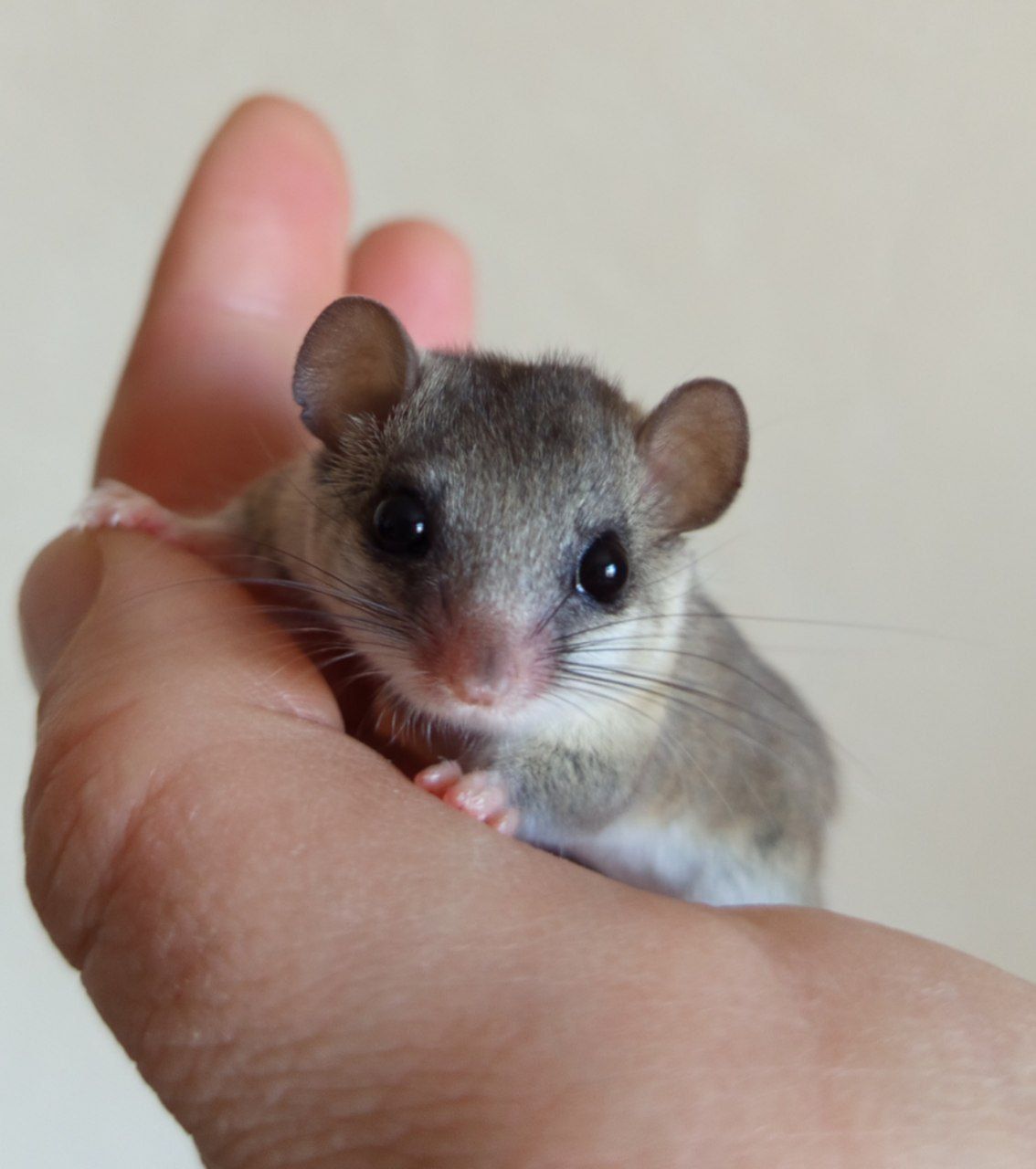 Африканські Соні, савана соня