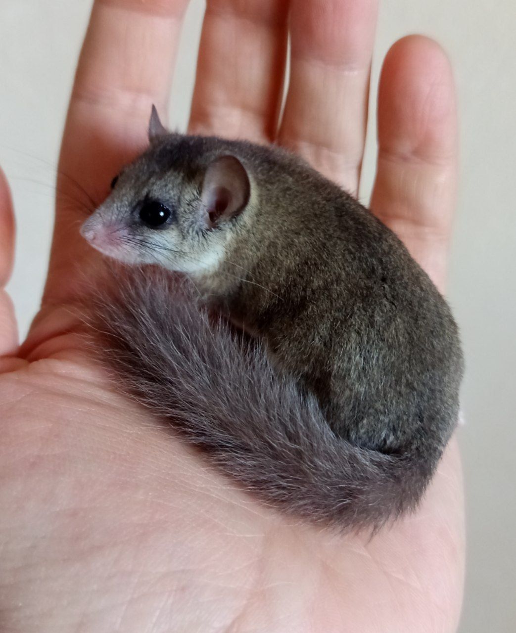 Африканські Соні, савана соня